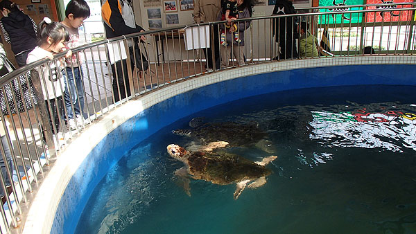 道の駅「ウミガメ公園」